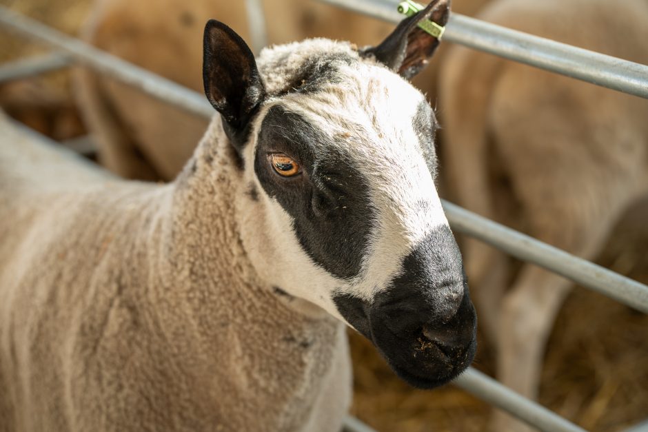 Gyvulininkystės parodoje – tūkstančiai gyvųjų eksponatų: lankymas nemokamas