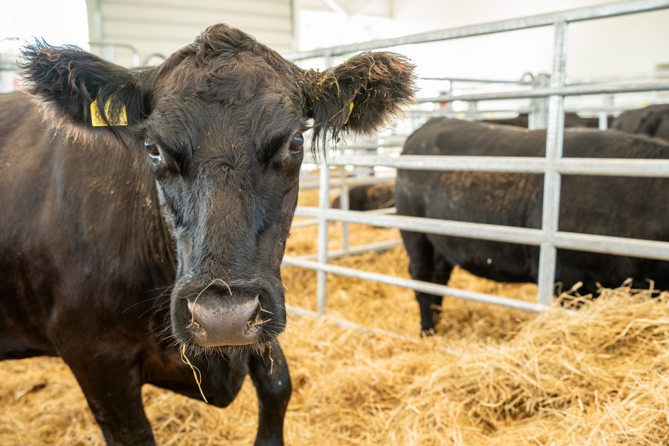 Gyvulininkystės parodoje – tūkstančiai gyvųjų eksponatų: lankymas nemokamas