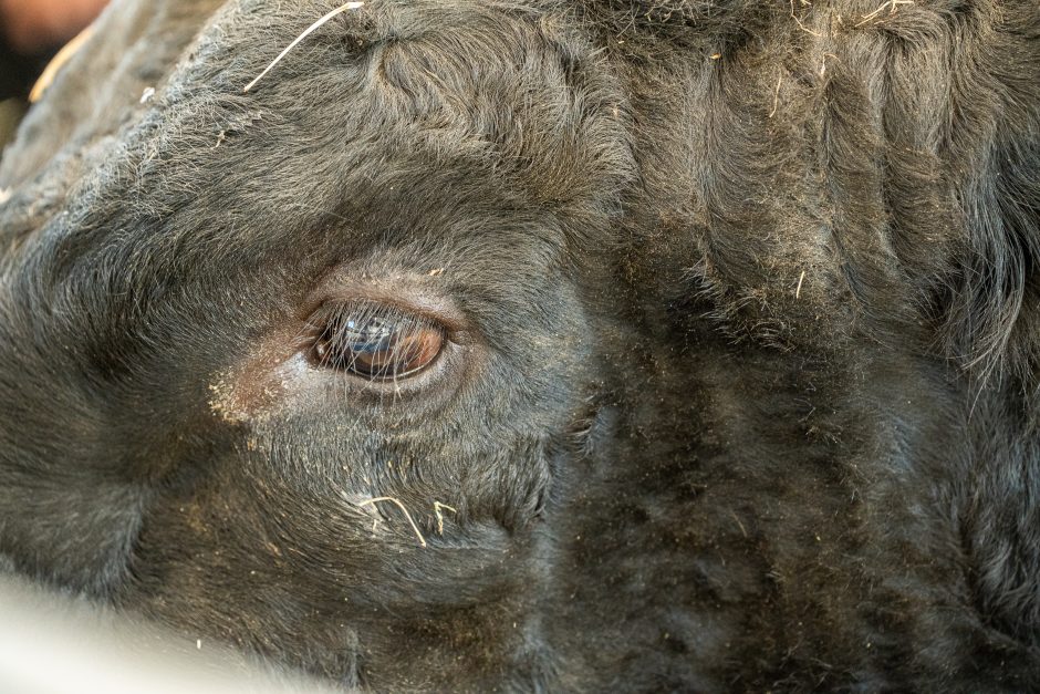 Gyvulininkystės parodoje – tūkstančiai gyvųjų eksponatų: lankymas nemokamas