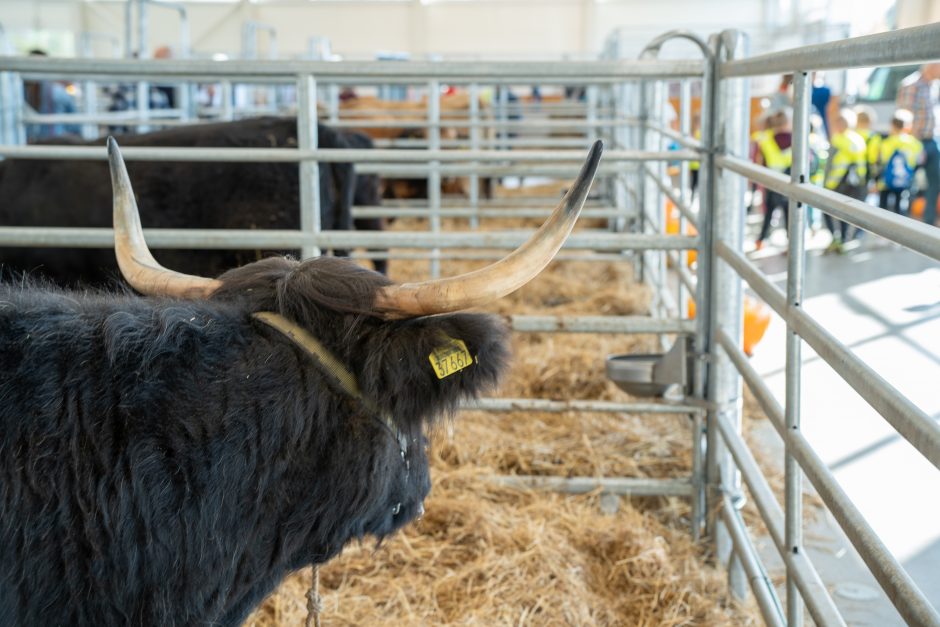 Gyvulininkystės parodoje – tūkstančiai gyvųjų eksponatų: lankymas nemokamas