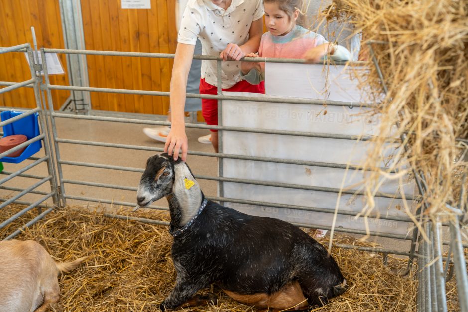 Gyvulininkystės parodoje – tūkstančiai gyvųjų eksponatų: lankymas nemokamas