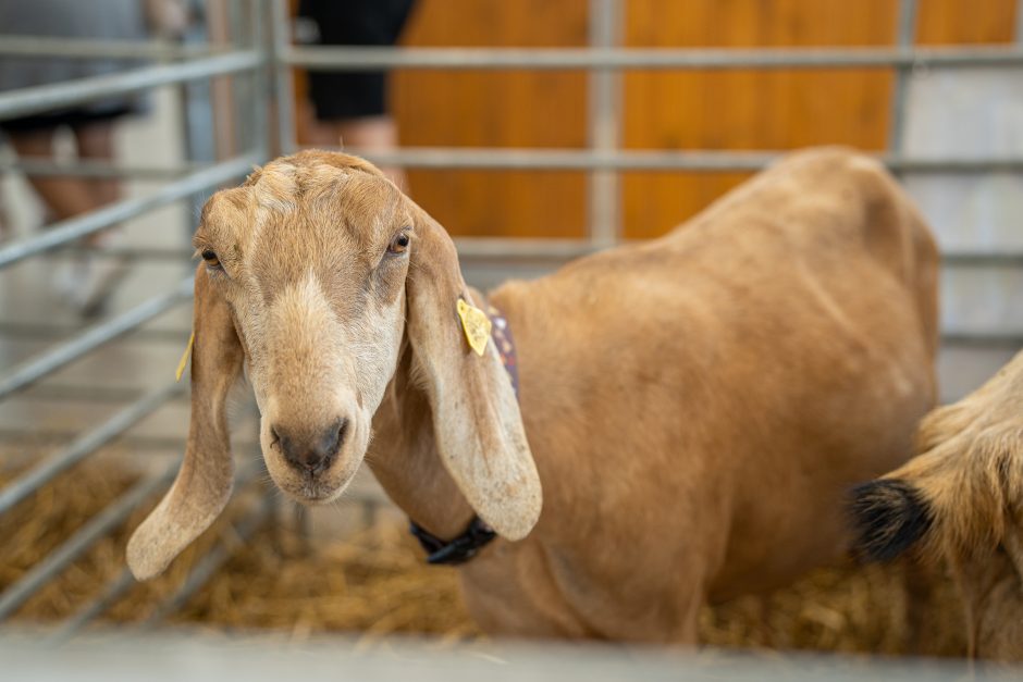 Gyvulininkystės parodoje – tūkstančiai gyvųjų eksponatų: lankymas nemokamas