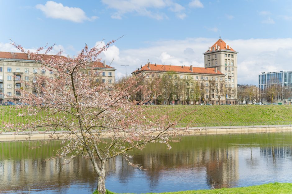 Pavasarinis grožis: Nemuno saloje sakuros jau skleidžia žiedus