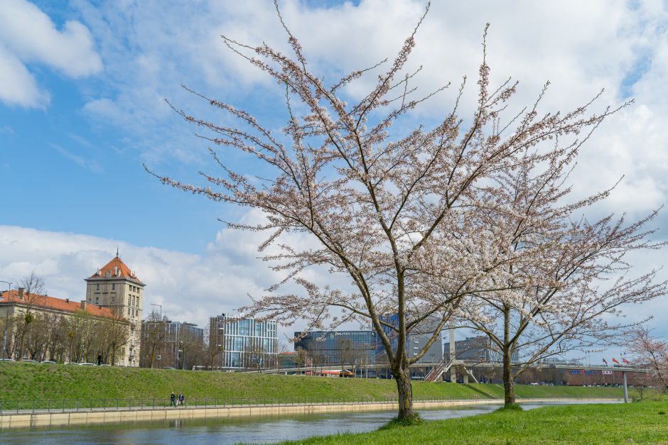 Pavasarinis grožis: Nemuno saloje sakuros jau skleidžia žiedus