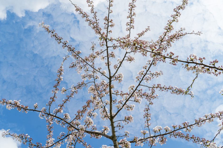 Pavasarinis grožis: Nemuno saloje sakuros jau skleidžia žiedus