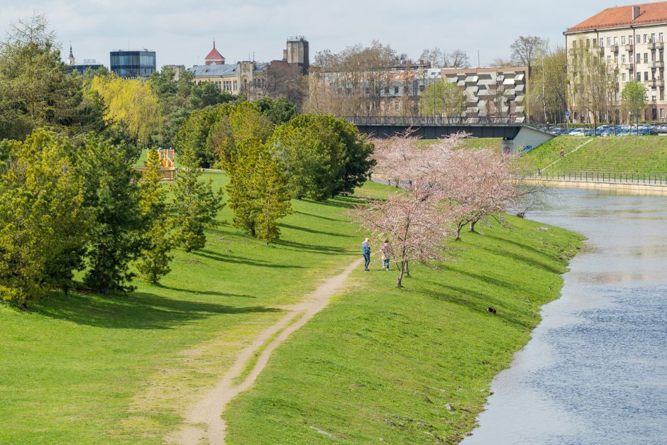 Pavasarinis grožis: Nemuno saloje sakuros jau skleidžia žiedus