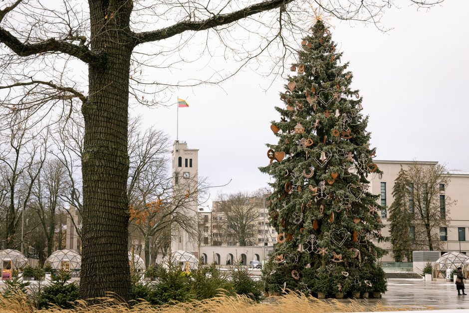 Kauno eglutė skaičiuoja paskutines dienas