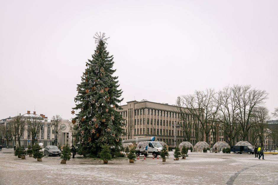 Nupuošiama Kauno kalėdinė eglė