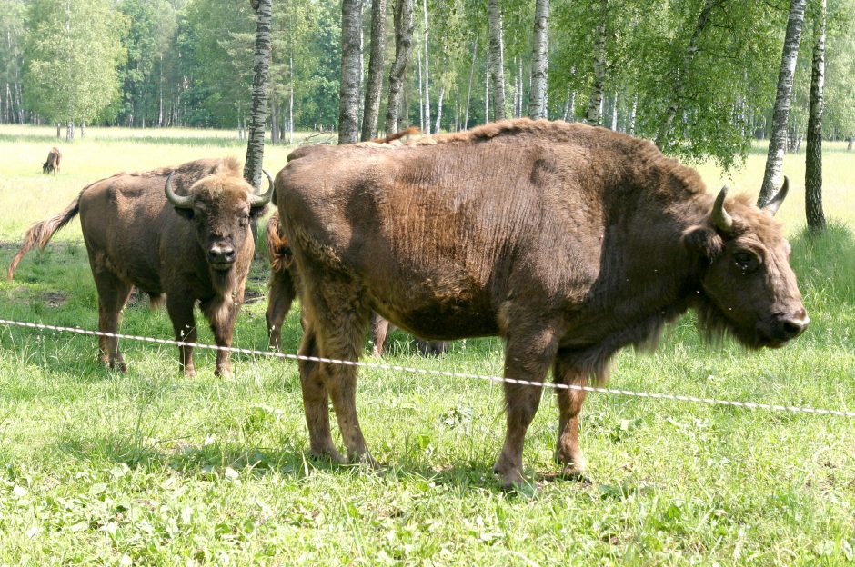 Lietuvos stumbrams ieškoma naujų buveinių