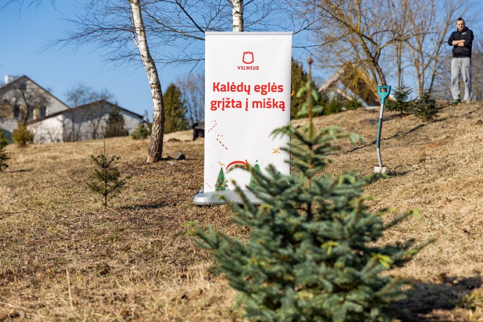 Vilnius kviečia išsaugoti eglutes Kalėdų miškui