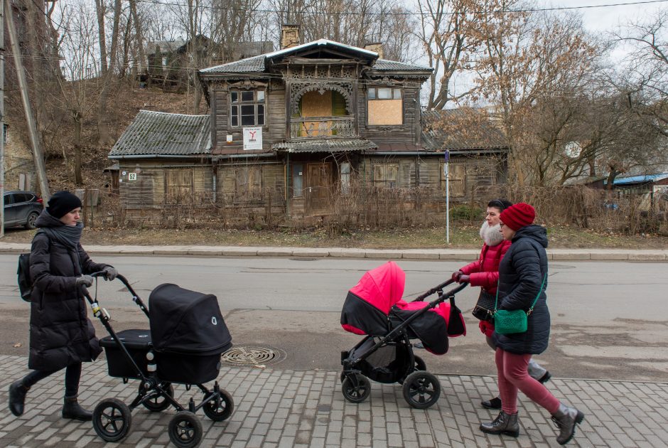 Unikalus medinukas Užupyje turėtų atgimti