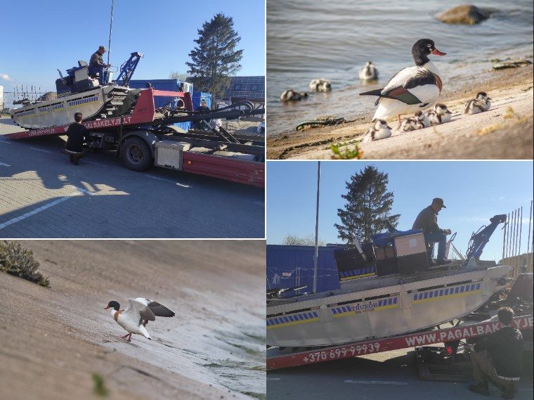 Kuršių marių pakrantę šienaus speciali amfibija