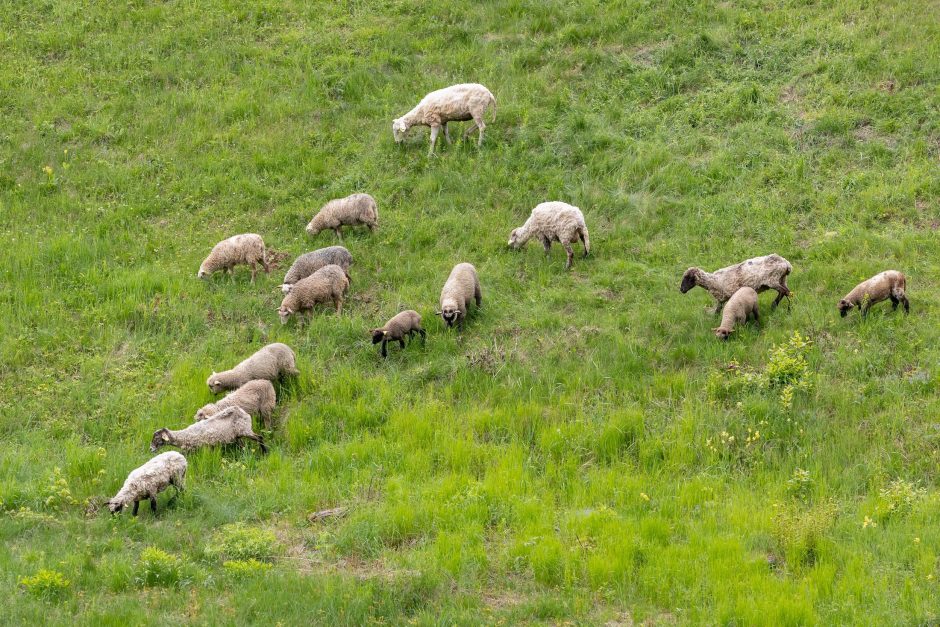 Ribiškių kraštovaizdžio draustinį „šienaus“ avys