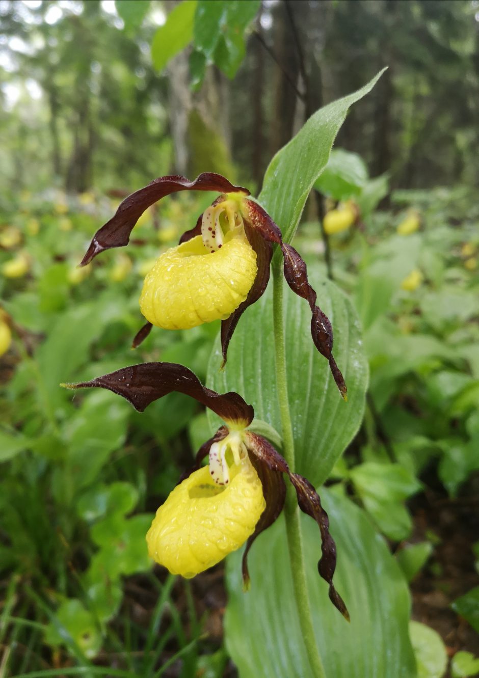 Muitinės darbuotojos hobis – laukinės orchidėjos