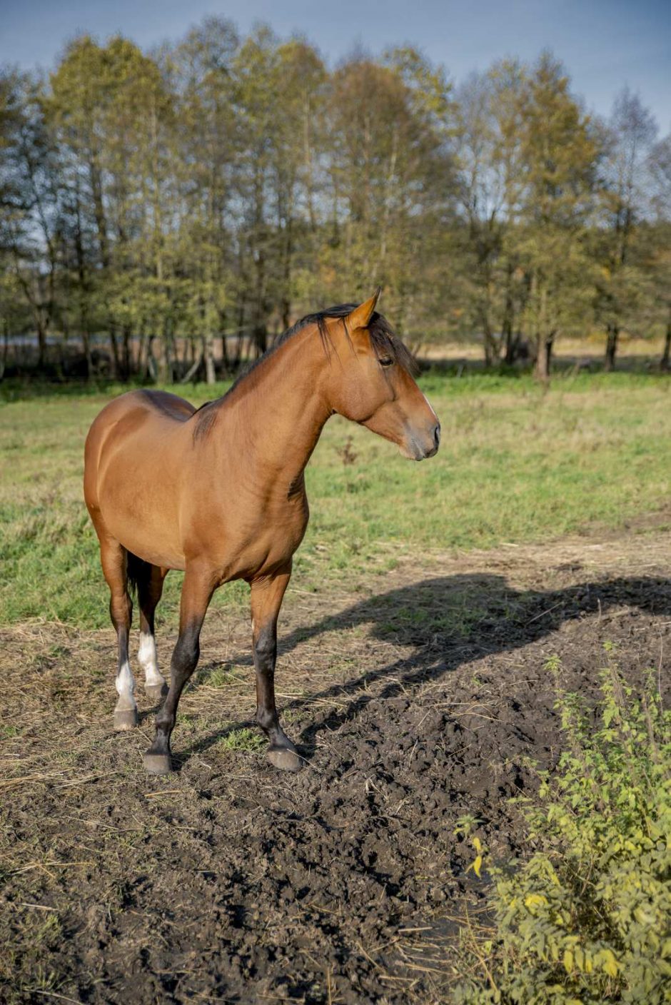 Kauniečių šeima laisvę atrado pabėgę į apleistą vienkiemį