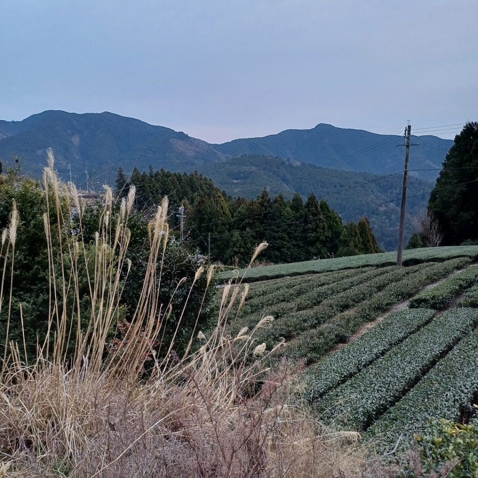 Septintas kaunietės kartas Japonijoje: japonai – labai šilti, bet vertina privatumą