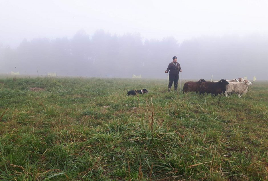 Spektaklio aktorės – pulkas ganomų avių