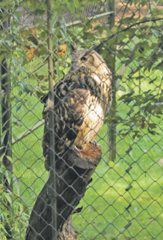 Lietuvos zoologijos sodo gyventojus džiugino karščiai