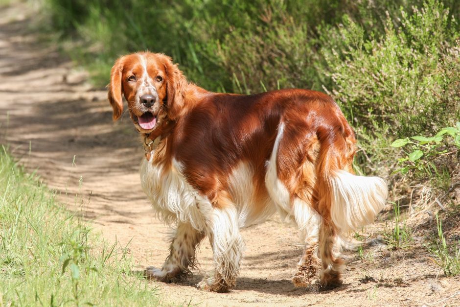 Valų springerspanielė Venta – kauniečių šeimos džiaugsmas