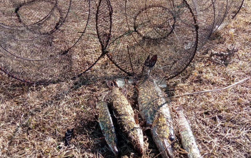 Molėtų rajone sulaikytas bučiais lydekas gaudęs žvejys: teks susimokėti virš tūkstančio eurų 