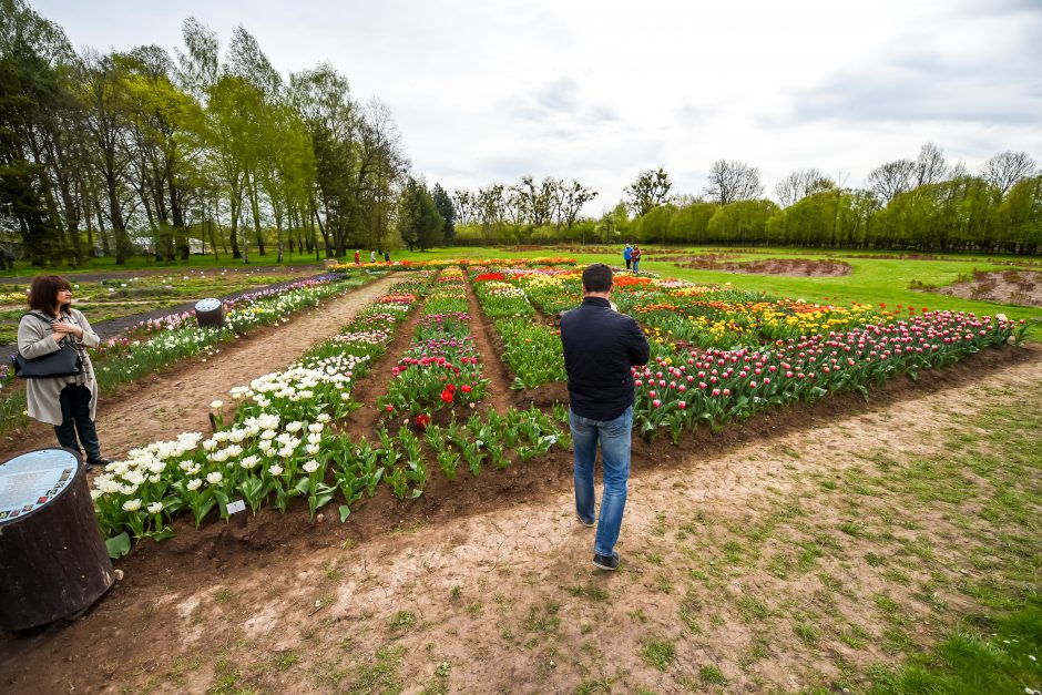 Botanikos sode – tulpių žydėjimo metas