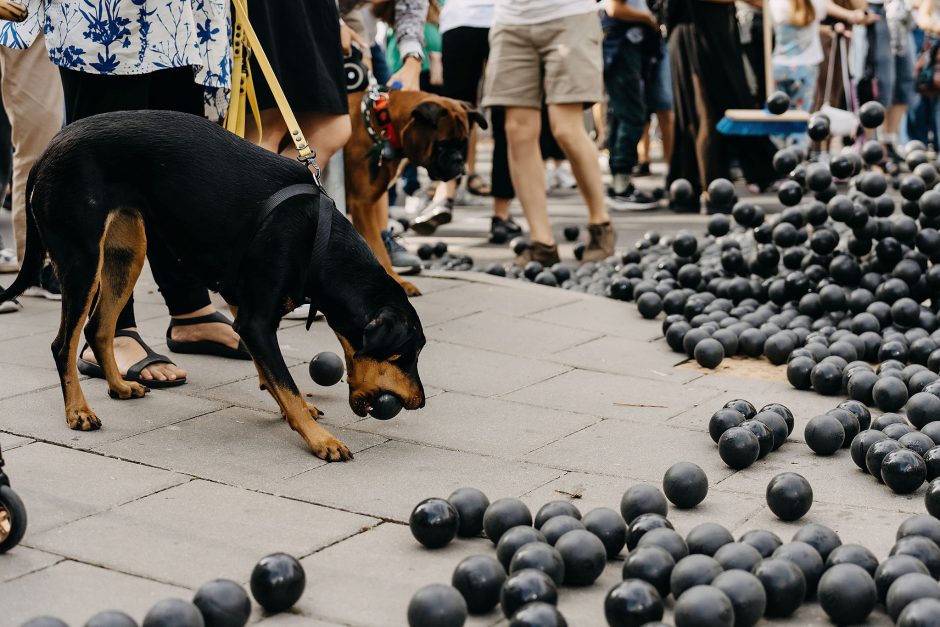 Festivalis „ConTempo“ prasidėjo premjeromis ir Kauno gatves užliejusia kamuoliukų upe