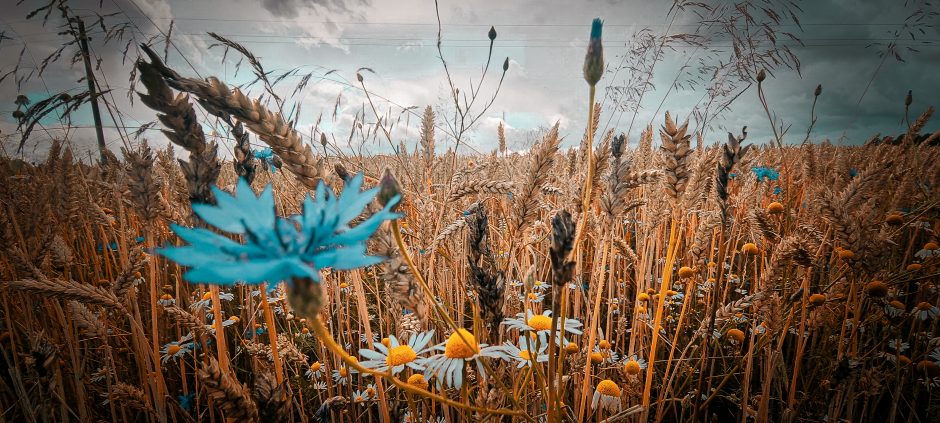 A. Verygos fotografijų paroda