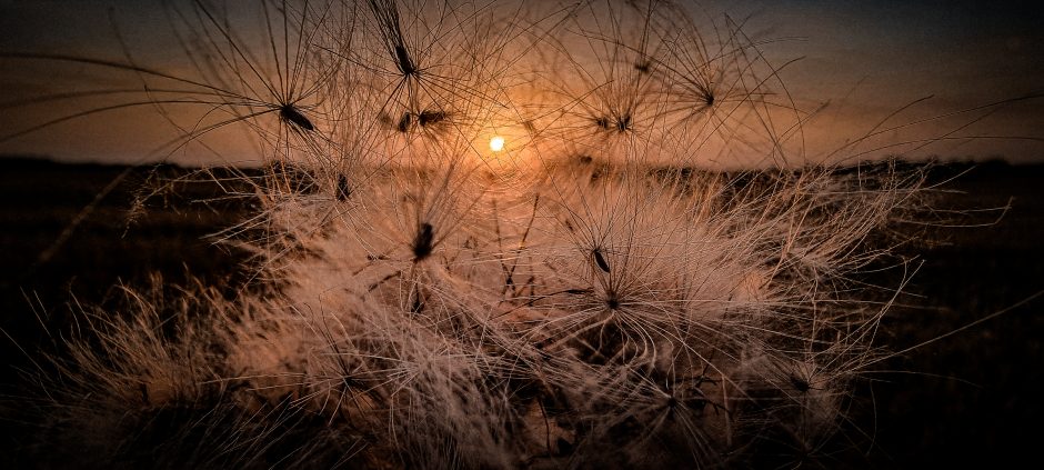 A. Verygos fotografijų paroda