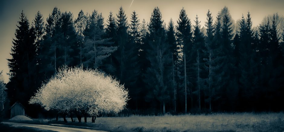 A. Verygos fotografijų paroda