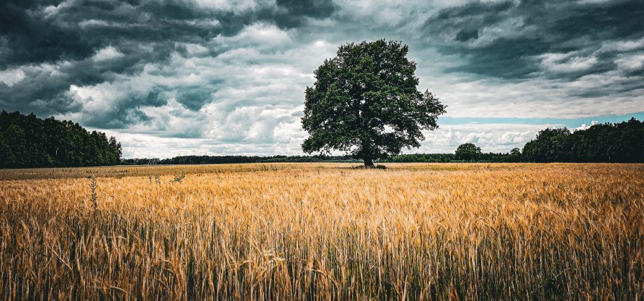 A. Verygos fotografijų paroda