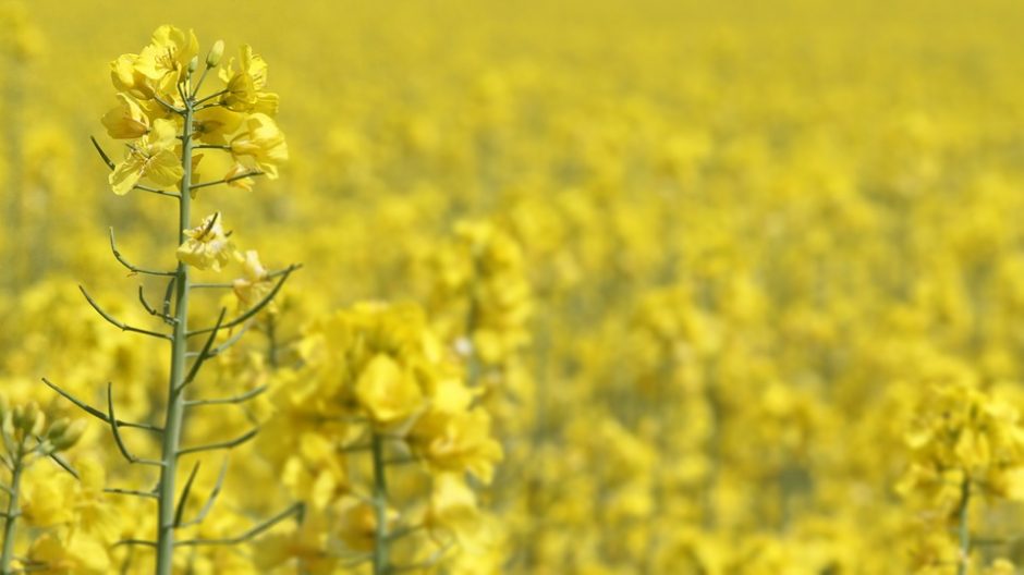 Lietuvos rinkai uždrausta tiekti ekologiškų rapsų sėklas iš Rusijos įmonės