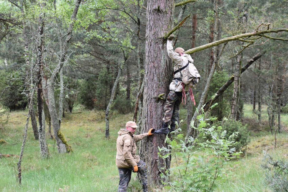 Jūriniams ereliams – spalvoti žiedai