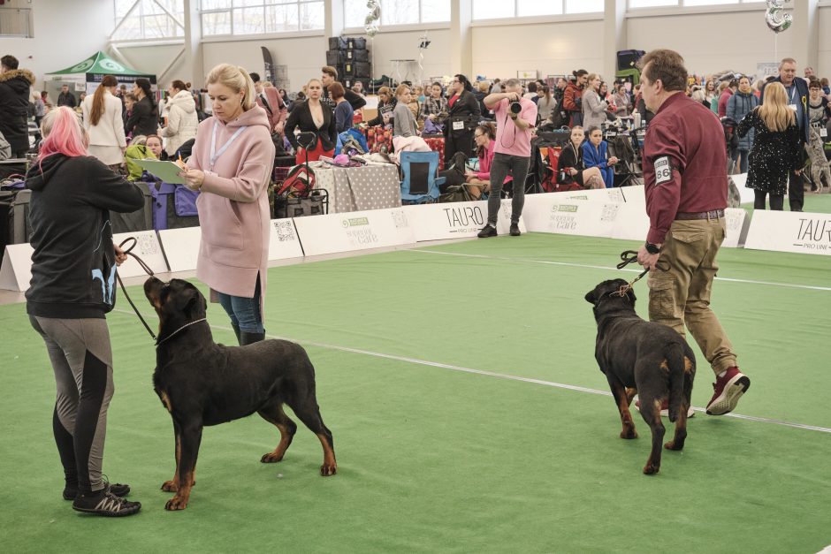 Ant podiumo – visos šunų veislės 