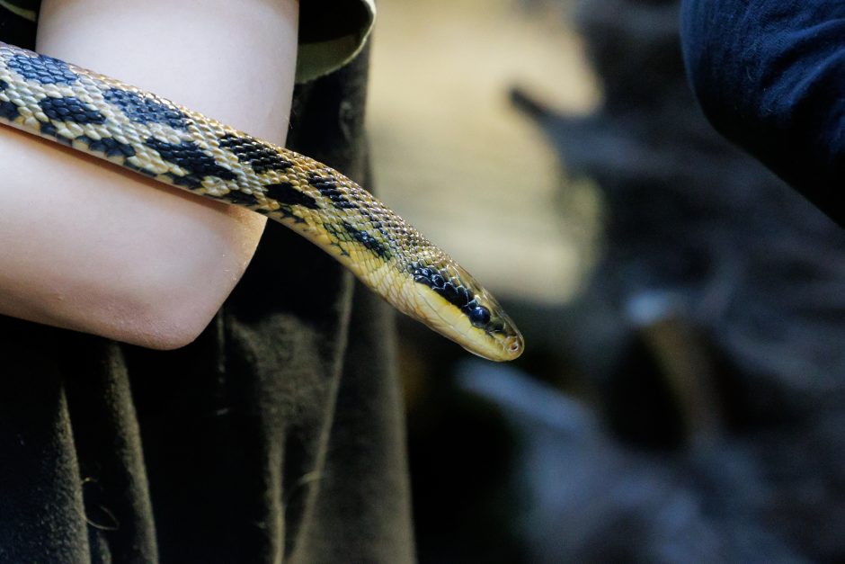 Zoologijos sodo žaltys išpranašavo 2025 metus