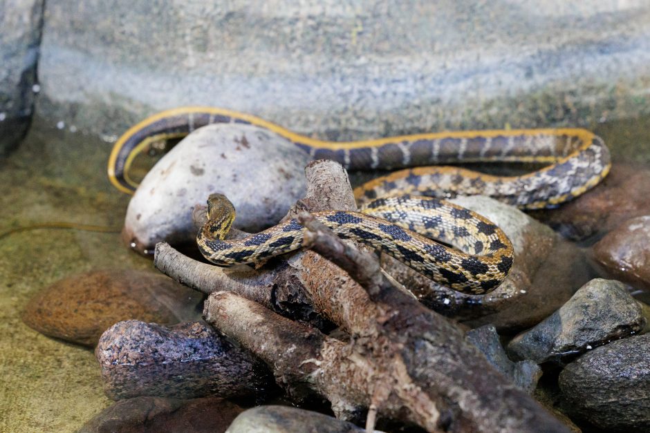 Zoologijos sodo žaltys išpranašavo 2025 metus