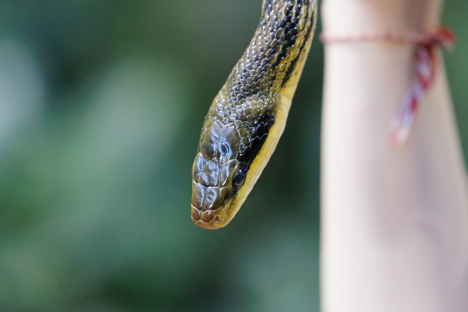 Zoologijos sodo žaltys išpranašavo 2025 metus