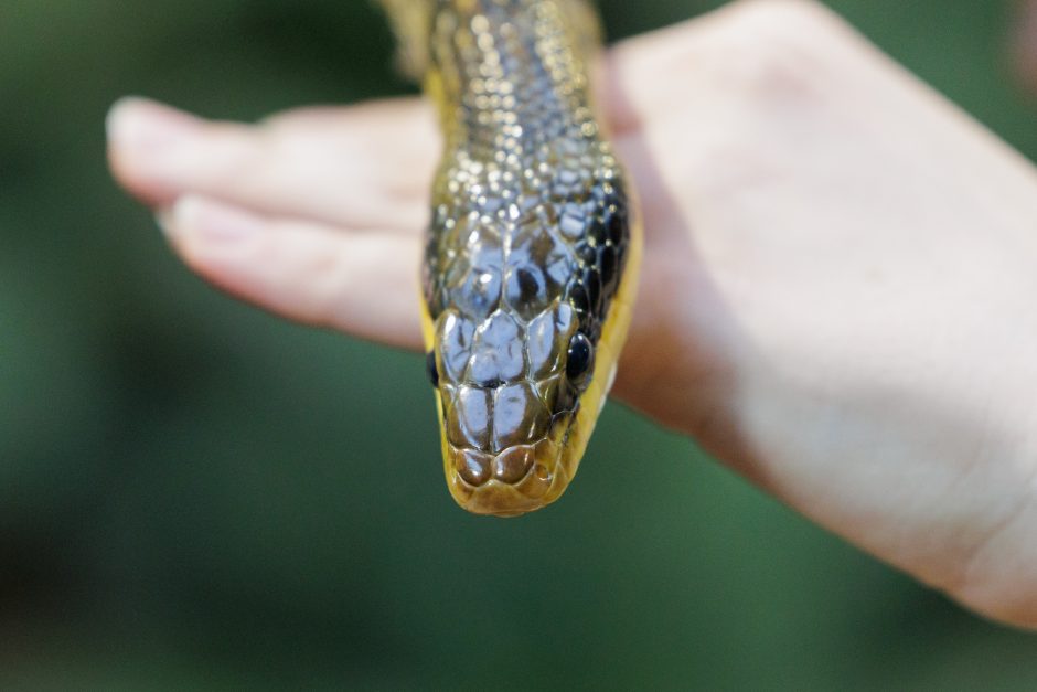 Zoologijos sodo žaltys išpranašavo 2025 metus