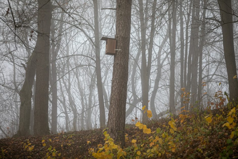 Sinoptikai: aukščiausia temperatūra sieks 6 laipsnius šilumos