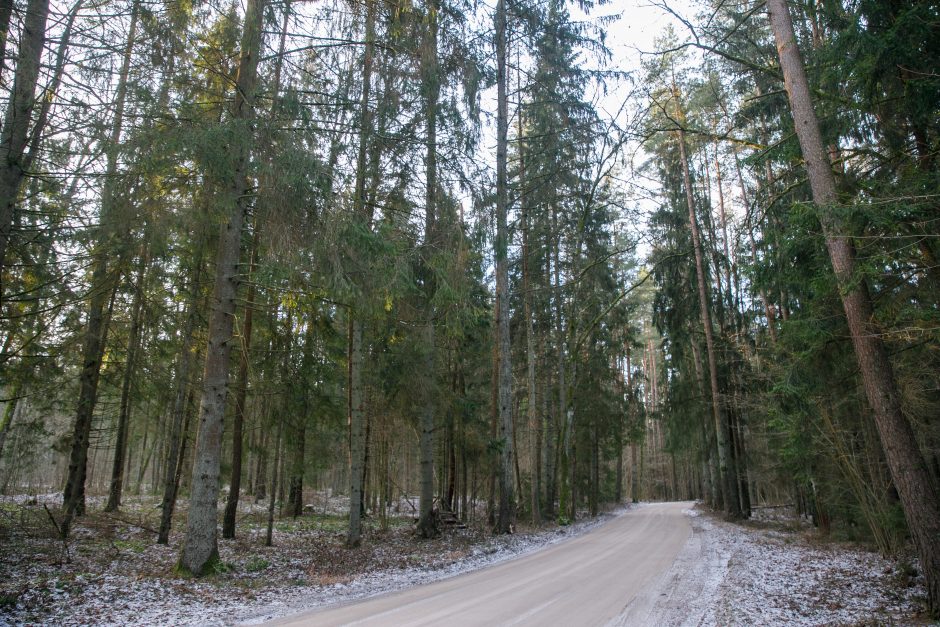 LVAT: prieš leidžiant miško kirtimus būtina įvertinti poveikį „Natura 2000“