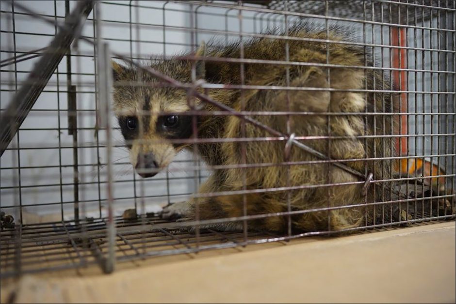 Meškėno kopimas į daugiaaukštį tapo sensacija