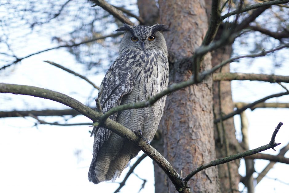 Lietuvos zoologijos sode užaugintas apuokas paleistas į gamtą