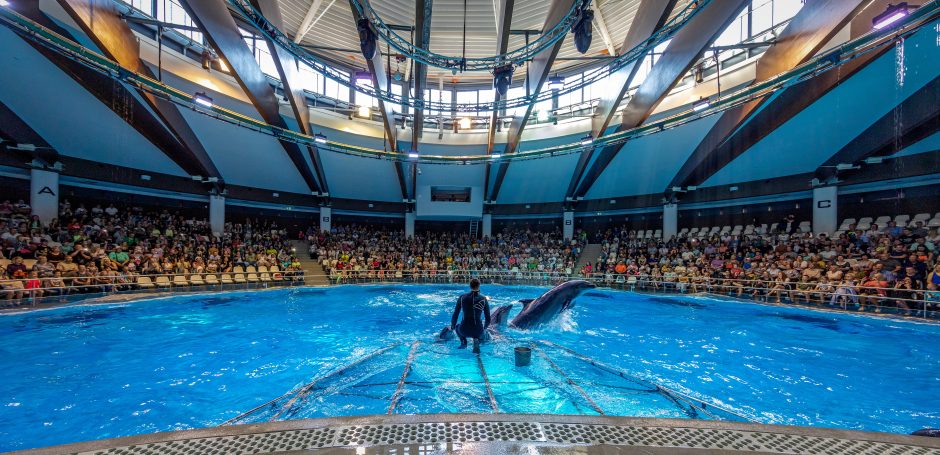 Naujajame delfinariumo pasirodyme – dėmesys ekologijai