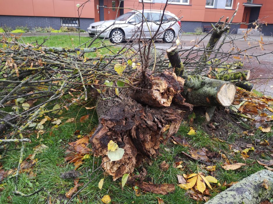 Uostamiestyje vėl virto medžiai: kliuvo centre paliktam automobiliui