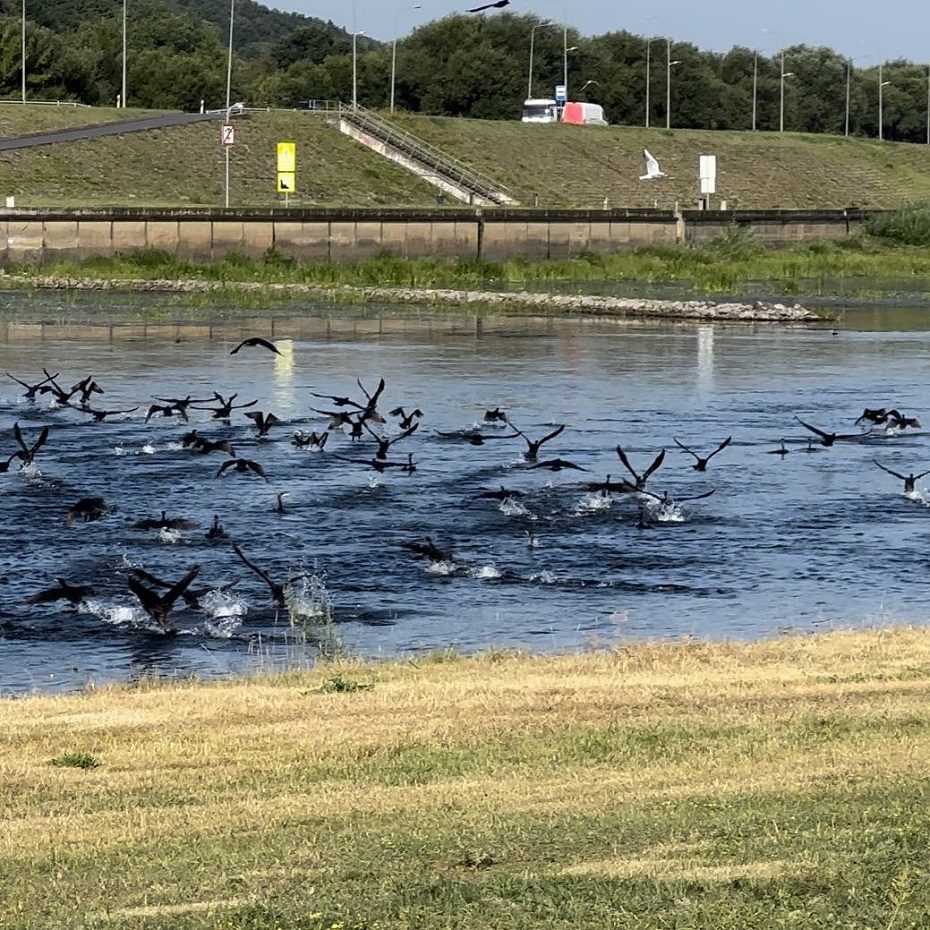 Kaunas taps prastą reputaciją turinčių kormoranų buveine?