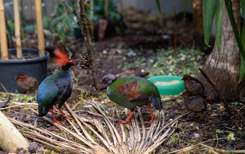 Lietuvos zoologijos sode gimė itin nykstančios Perukinės tamarinos jauniklis