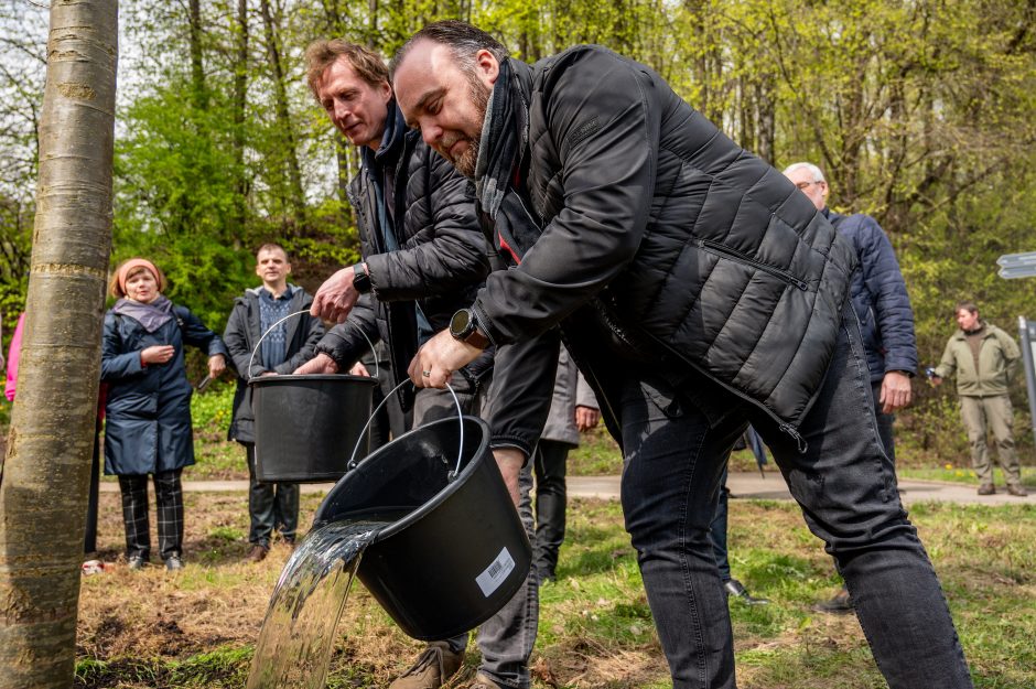 Dainų slėnio prieigas papuošė proginiai ąžuolai ypatingam jubiliejui pažymėti