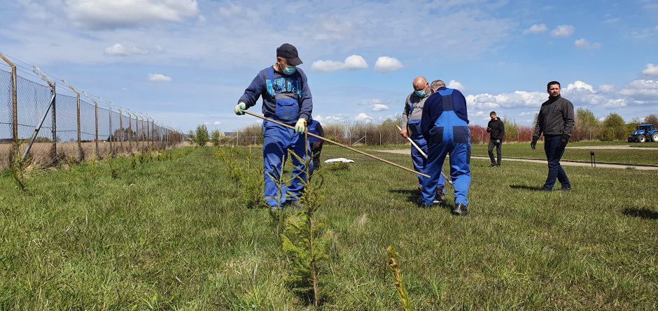 Dumpių nuotekų valykloje dar viena kvapus mažinanti priemonė – eglių alėja