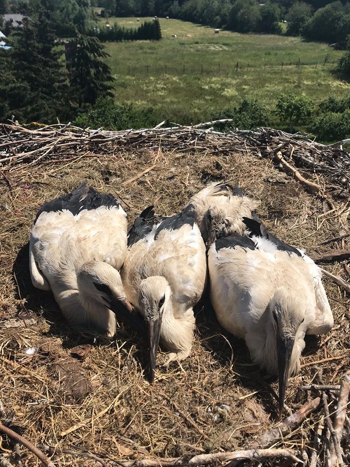 Kilni misija: į lizdą – gelbėti gandriuko