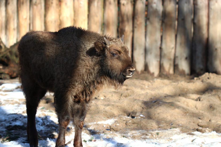 Nauji gyventojai: Lietuvos zoologijos sode – milžinai stumbrai