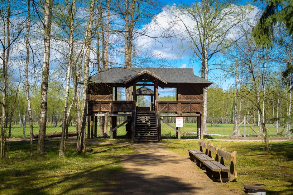 Pašilių stumbryne – pažintis su stambiausiais laukiniais gyvūnais